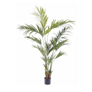 bobazar-accessoires-plante-kintia-1